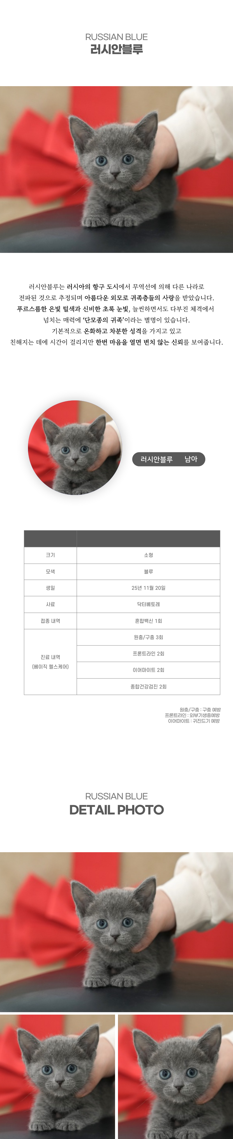 러시안블루_상세이미지_2